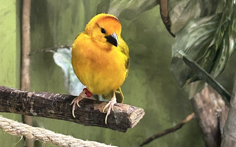 laStaempflis Unbehagen in einem Foto Birgminham Zoo 2026, Kunstwerk für Die Podcastin 26 April 2026