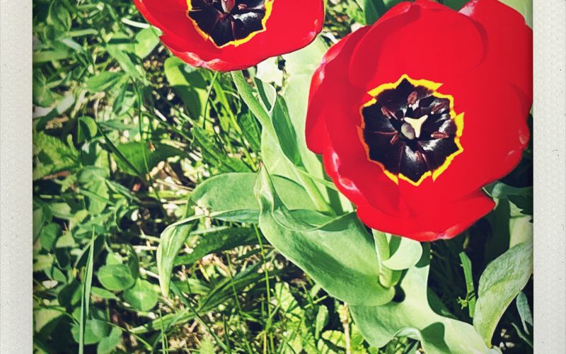 Die Podcastin kauft keine Babys. Isabel Rohner & Regula Staempfli in Die Podcastin.